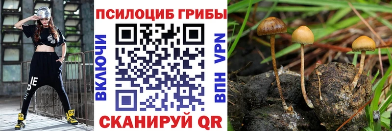 Псилоцибиновые грибы Psilocybine cubensis  Калининград 